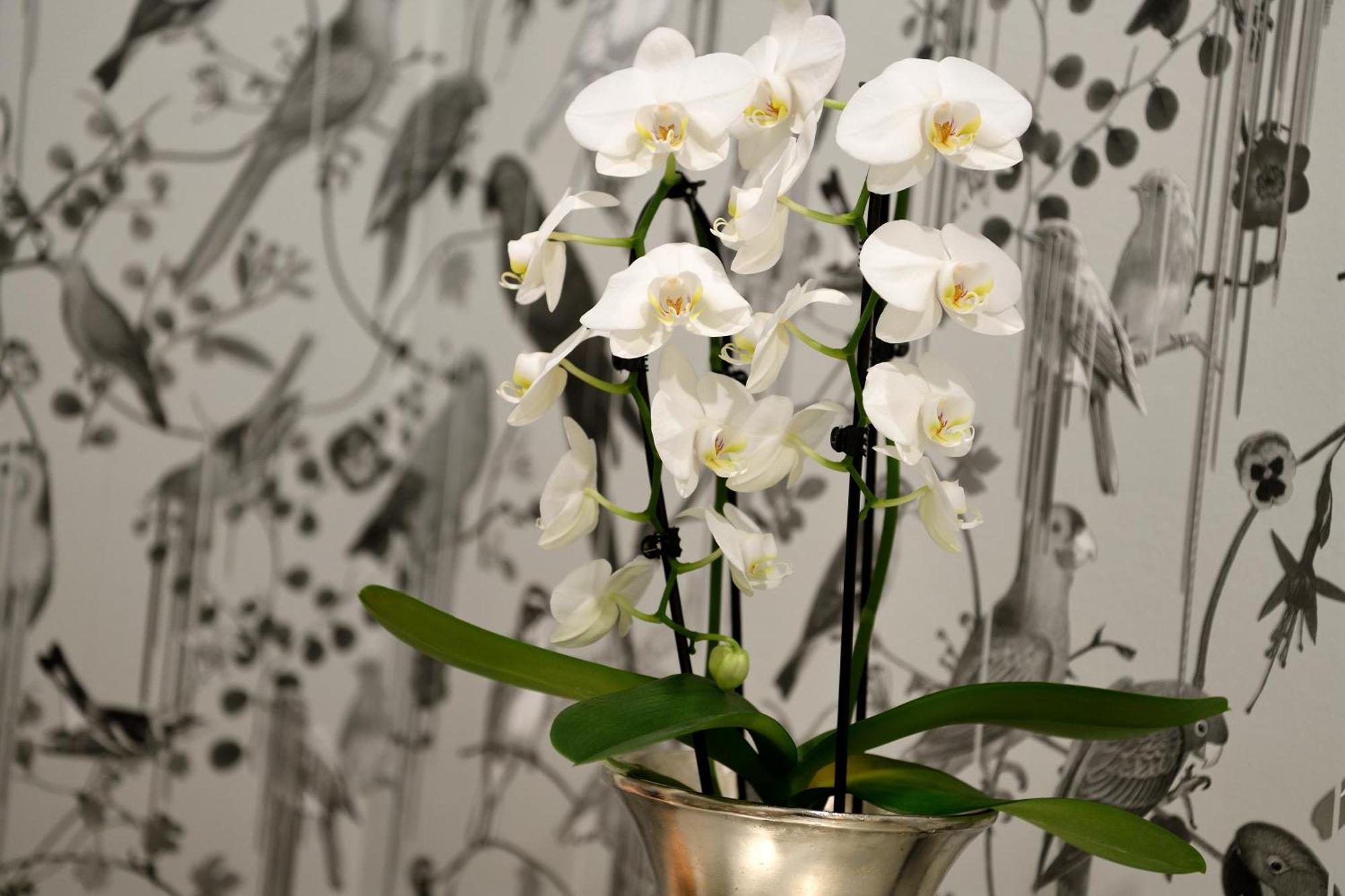 카스텐스 호텔 루이젠호프 하노버 외부 사진 A potted orchid